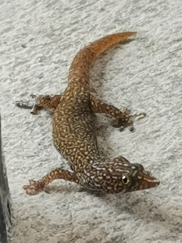 Ocellated Gecko, Sphaerodactylus argus