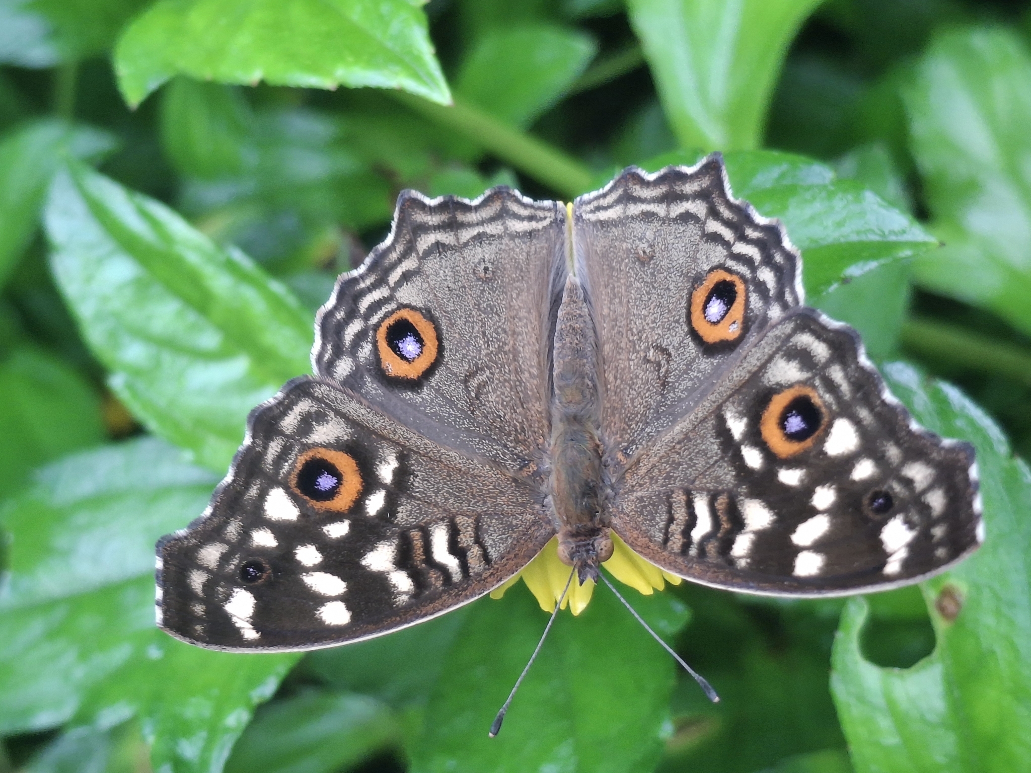 Lemon Pansy