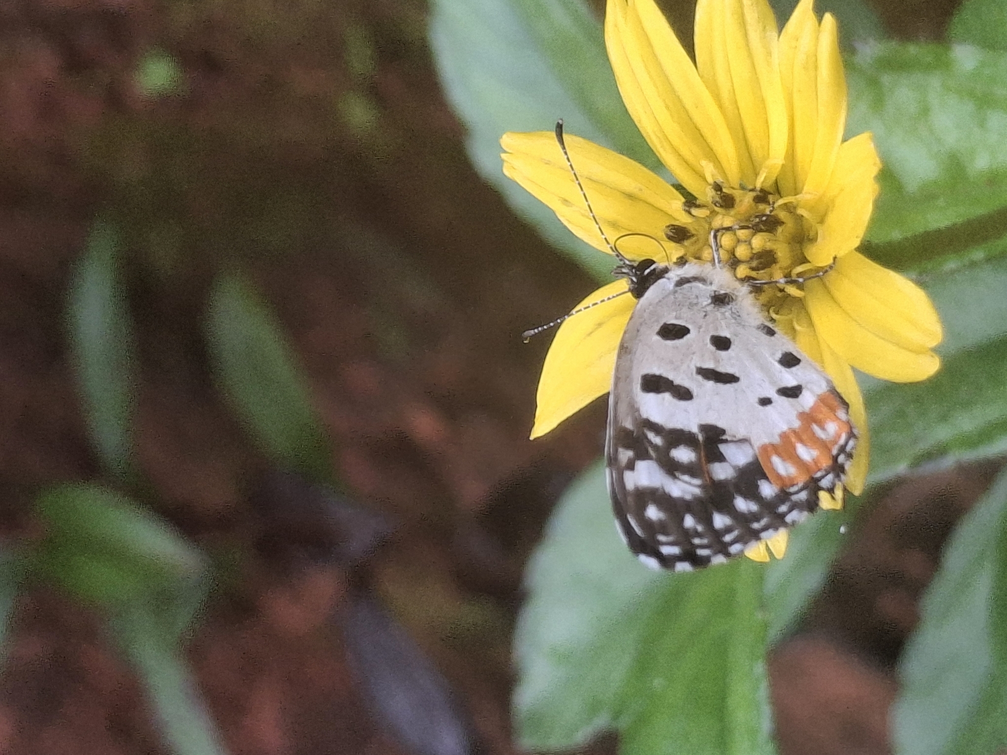Red Pierrot