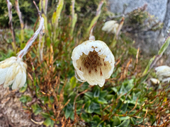 Xerochrysum milliganii, photograph (c) Caleb Catto, some rights reserved (CC BY)