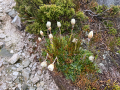 (c) Caleb Catto, some rights reserved (CC BY) Xerochrysum milliganii, photograph (c) Caleb Catto, some rights reserved (CC BY)