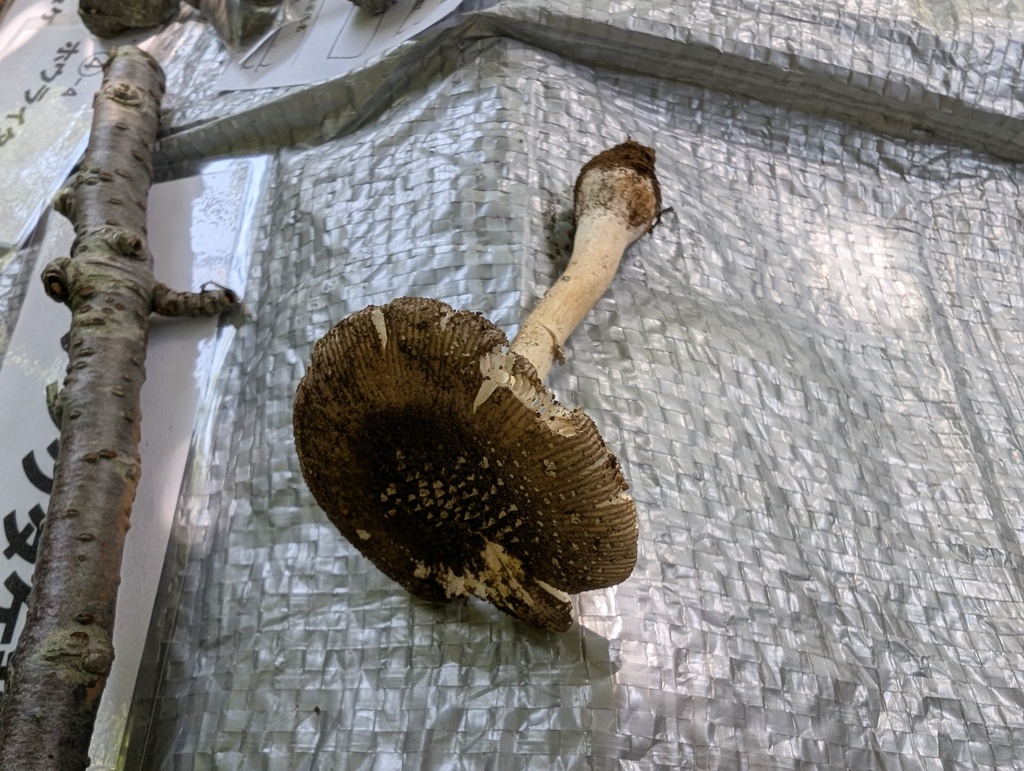 Amanita sychnopyramis
