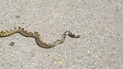 Pituophis catenifer affinis