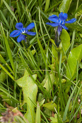 Gentiana bavarica bavarica