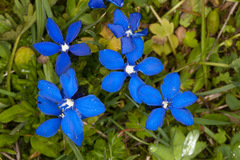 Gentiana bavarica bavarica