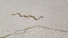 Pituophis catenifer affinis