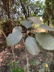 Cordia monoica