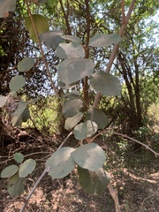 Cordia monoica