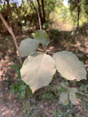 Cordia monoica