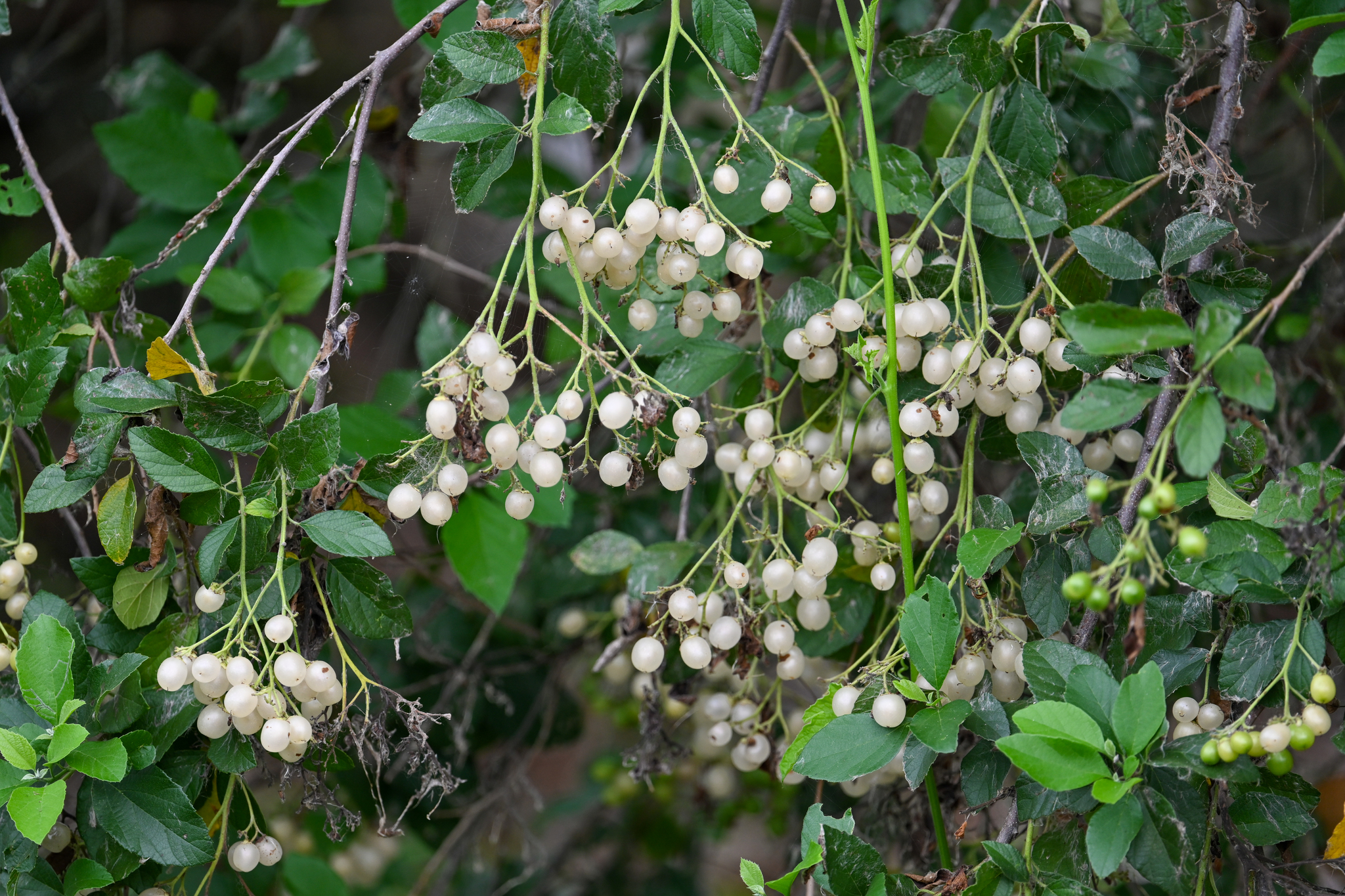 Cordia Dentata (Cordia dentata)