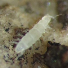 Pauropoda