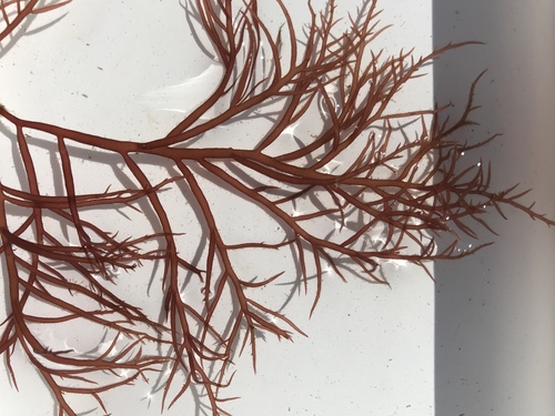 Agardhiella subulata observed 2019-09-27