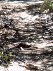 Amphispiza bilineata