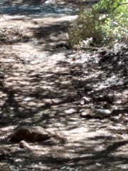 Amphispiza bilineata