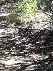 Amphispiza bilineata