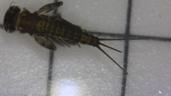 Stenacron interpunctatum