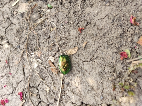European Rose Chafer