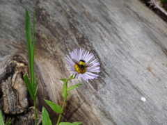 Xanthoepalpus bicolor