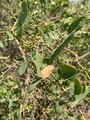 Salvadora persica persica