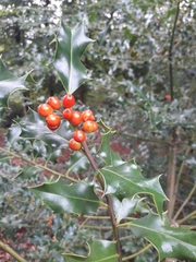 Ilex aquifolium
