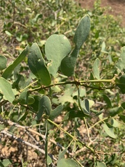Salvadora persica persica