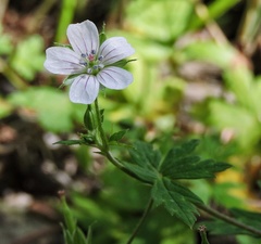 Geranium nepalense