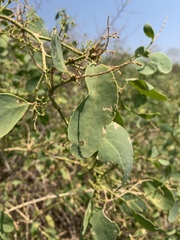 Salvadora persica persica