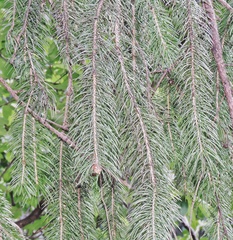Picea smithiana