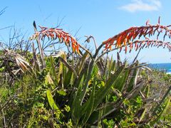 Gasteria acinacifolia