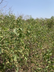 Salvadora persica persica