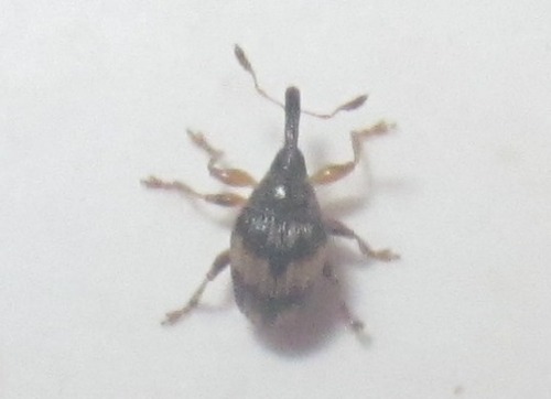 Flower Bud Weevil, Haagse Hout, Den Haag, Nederland, photo 10 of 10