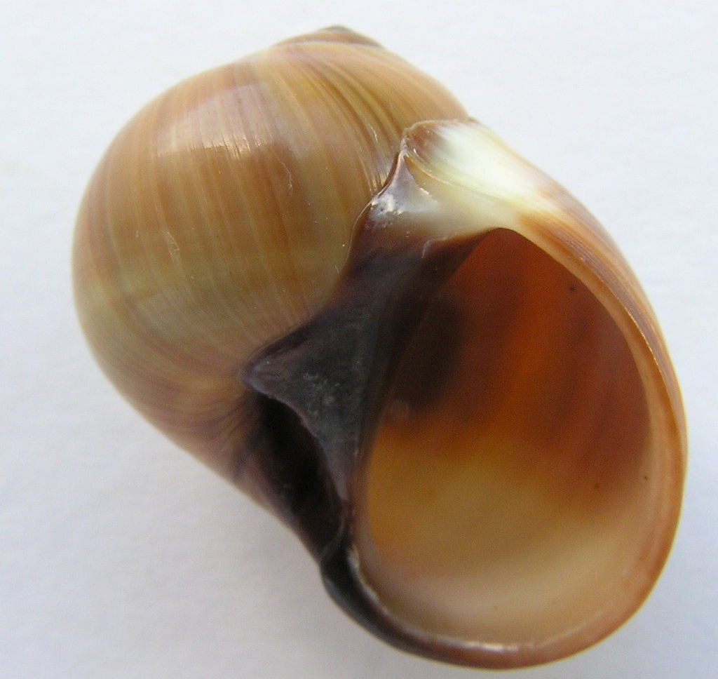 solid moon snail