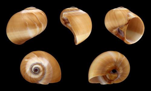 solid moonsnail