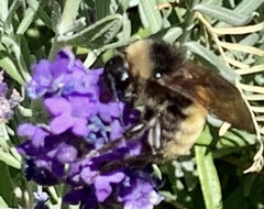 Bombus pensylvanicus