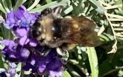 Bombus pensylvanicus