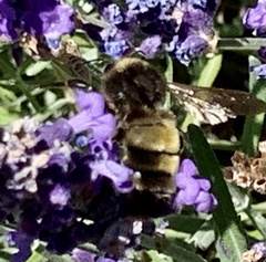 Bombus pensylvanicus