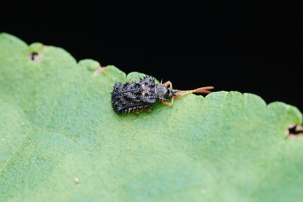Dactylispa paucispina