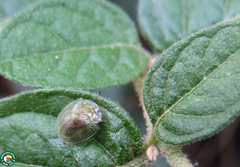 Plagiometriona paleacea