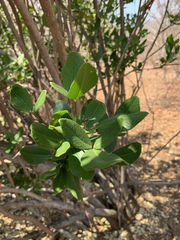 Thilachium africanum