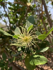 Thilachium africanum