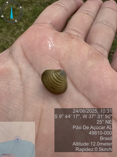 Asian Clam