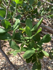 Thilachium africanum