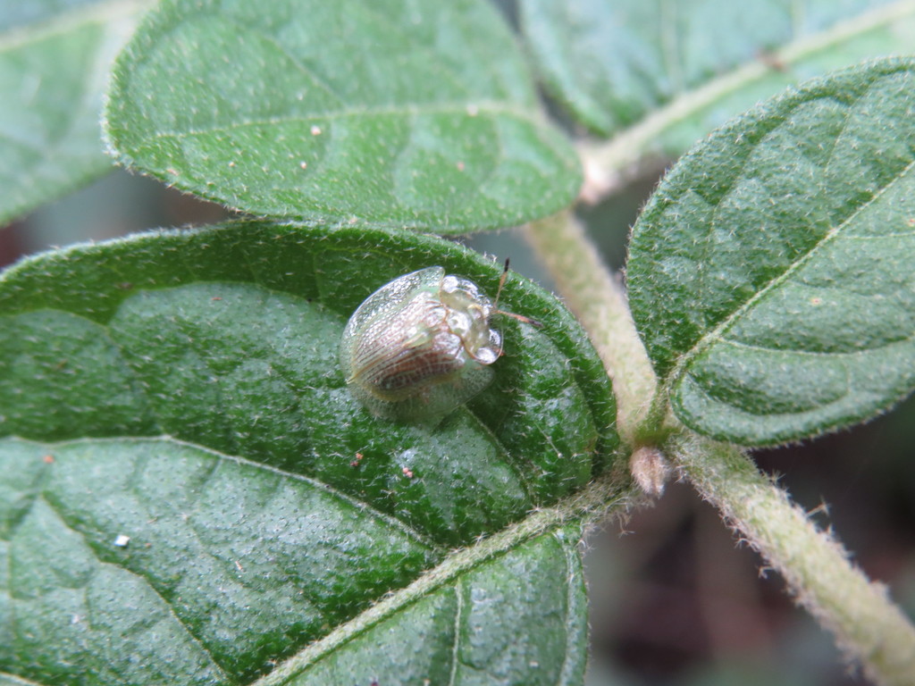 Plagiometriona paleacea