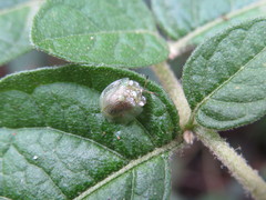 Plagiometriona paleacea