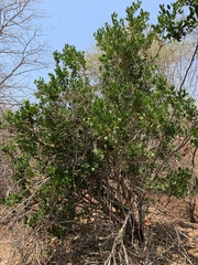 Thilachium africanum