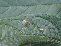 Plagiometriona paleacea