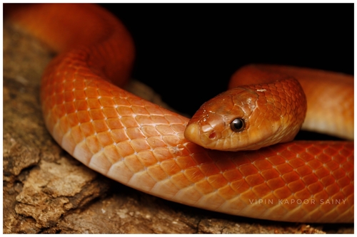 Photo of a Coral Red Kukri Snake (Oligodon kheriensis)