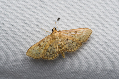 Bold-feathered Grass Moth photo 4
