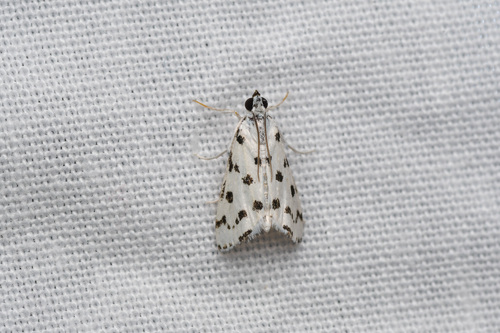 Spotted Peppergrass Moth photo 6