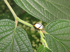 Leptinotarsa crucigera